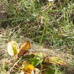 Parnassia grandifolia Hábito