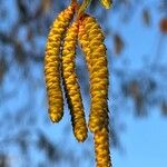 Ostrya carpinifolia Цвят