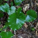 Galax urceolata Leaf