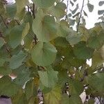 Cercis siliquastrum Листок