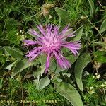 Centaurea jordaniana 花