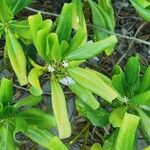 Scaevola taccada Blad