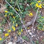 Cytisus decumbens Kukka