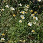 Leucanthemum monspeliense Habit