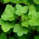 Ribes sanguineum Hoja