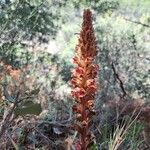 Orobanche gracilis Blüte