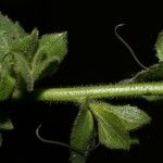 Verbascum creticum Levél