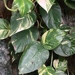 Epipremnum aureum Hoja