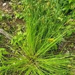 Carex vulpinoidea Leaf