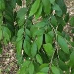 Psidium cattleyanum Fulla