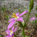 Zeltnera venusta Flor