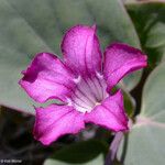 Cycladenia humilis 花