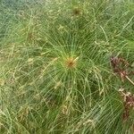 Cyperus giganteus 叶