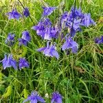 Aquilegia alpinaFlower