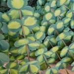 Sedum sieboldii Hoja