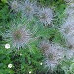 Pulsatilla alpinaBlomst