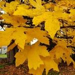 Acer macrophyllum Folha