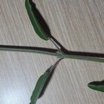 Salvia fruticosa Fulla