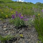 Oxytropis songorica