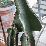 Euphorbia cooperi Corteza