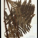 Cyathea surinamensis Лист