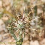 Centaurea maroccana Gyümölcs