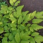 Actaea racemosa Blatt