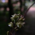 Polystachya concreta Flower