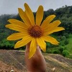 Tithonia diversifolia Flower