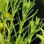 Santolina rosmarinifolia List