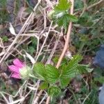 Rubus spectabilis पत्ता