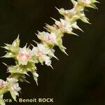 Salsola australis Fruchs