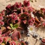 Mesembryanthemum crystallinum Leaf