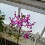 Epidendrum jamiesonis Kvet