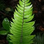 Thelypteris curta Leaf