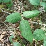 Rubus foliosus पत्ता