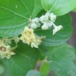 Ziziphus spina-christi Flower