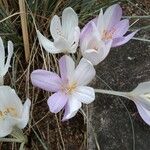 Colchicum hierosolymitanum 花