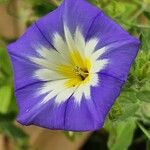 Convolvulus tricolorBlüte