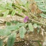 Astragalus sesameus Цвят
