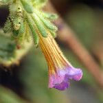 Phacelia bicolor Fiore