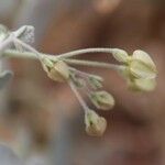 Pergularia tomentosa Flower