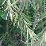 Callistemon viminalis Hoja