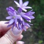 Dichelostemma congestum Fiore