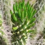 Austrocylindropuntia shaferi List