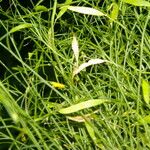 Cleome guianensis Habit