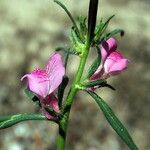 Misopates orontium Blomst
