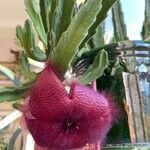 Stapelia hirsuta Lorea