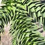 Araucaria araucana Blad