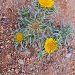 Asteriscus graveolens Flower